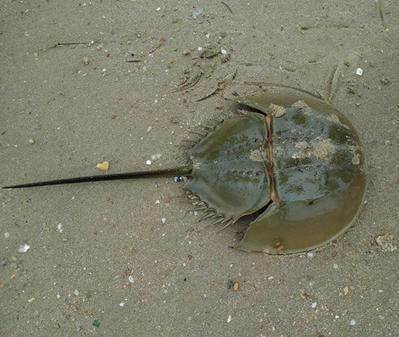 蓝色血液鲎 6baf0590e8a24b75b7a66e055979e9c4.jpeg