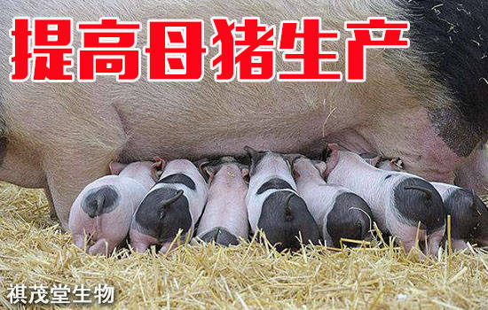 由于后备母猪在猪场占有较大比例.