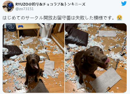 狗狗拆家能力排行_网友骗父母自己养的狗不拆家,半年后,父母直接崩溃了!