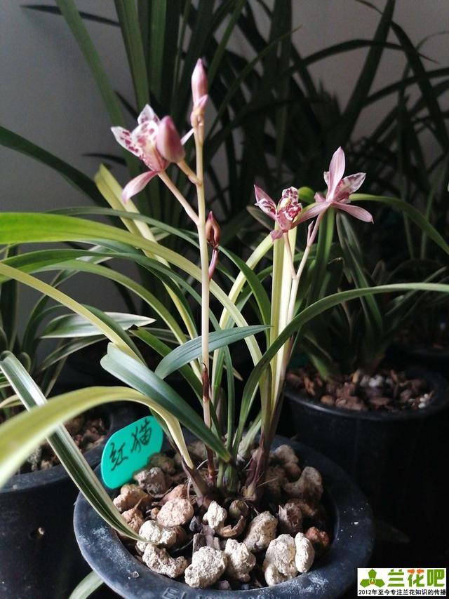 植金石种兰花虽好,但家庭养兰用法错误,不但长不好,还