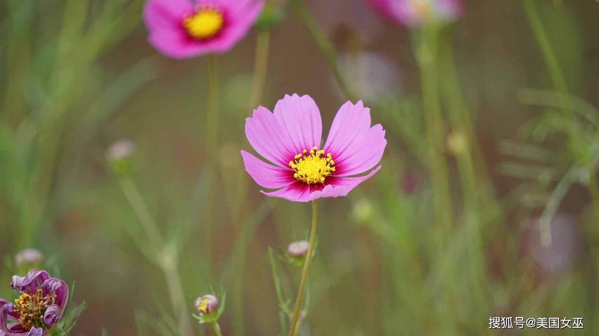 不愛勾心鬥角，行事光亮磊落的3大星座 星座 第3張