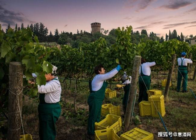 意大利2020采摘季快报|年总产量或下降5%品质可期 各地白葡萄采摘进行
