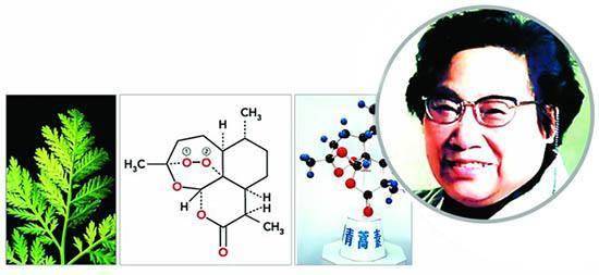青蒿素怎么来的这戴泵君就要说说道说道几句了,咱们不能因为屠呦呦得