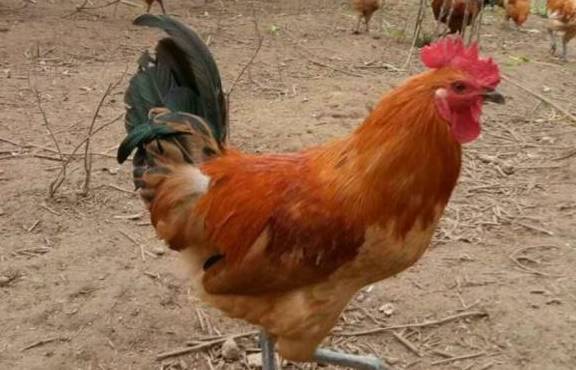 怎么养母鸡下蛋 a13879a49a2e420382aa0ea936295740.jpeg