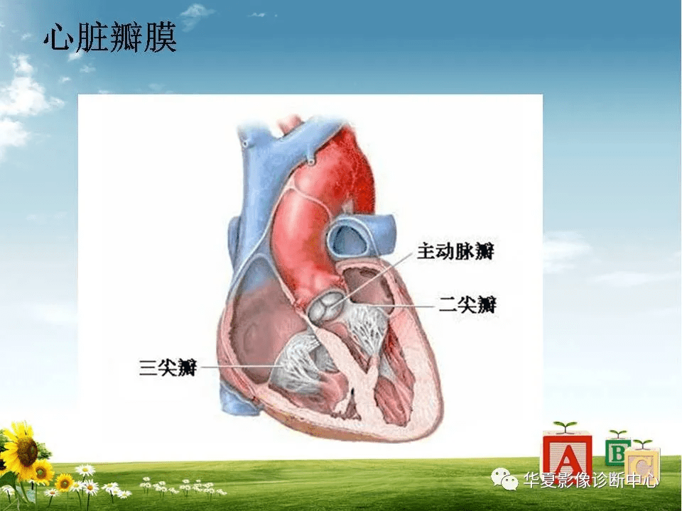 心脏大血管解剖