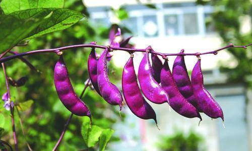 人体|要多吃3种食物，排毒养颜，有益健康！女性不想过早衰老