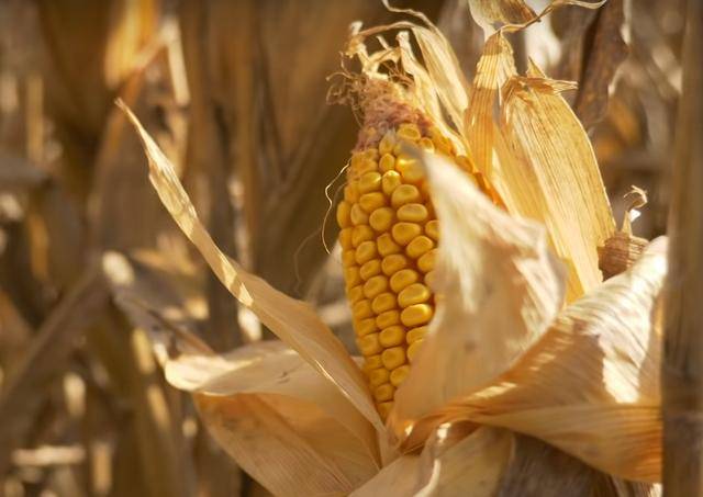 玉米涨价30%中美达成史上最大订单意味着什么