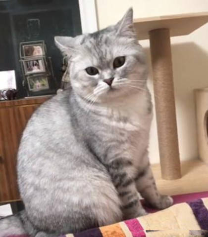 猫咪和主人互扇巴掌 08cd6ab46b124bd9837fabc21c80a4dd.jpeg