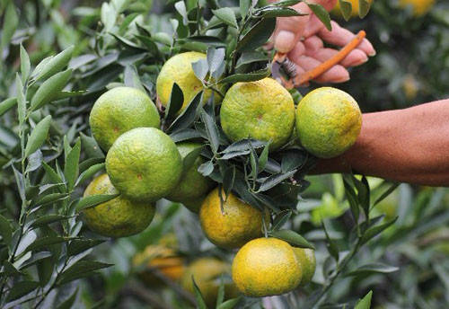 含量|为什么说中国最好的陈皮在江门新会？这次有答案了！