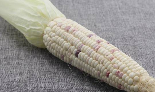 食用|吃玉米是升血糖还是降血糖？糖尿病人能吃吗？提前了解一下