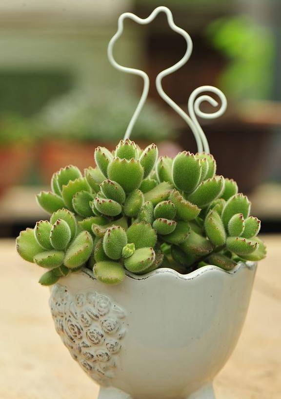 多肉怎么扦插最好看 dbfb90d19abe43b0a7191a78e0393b63.jpeg