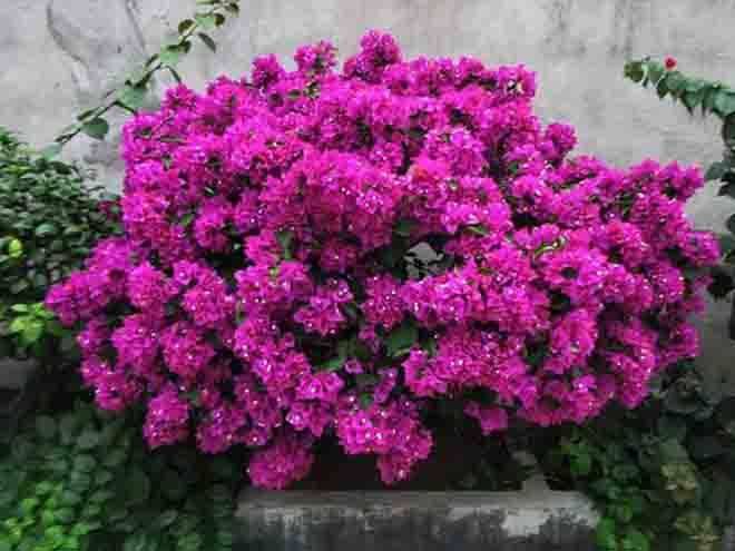 三角梅用什么盆种好 fc029eceb527454790b31107b8eaa9b5.jpeg