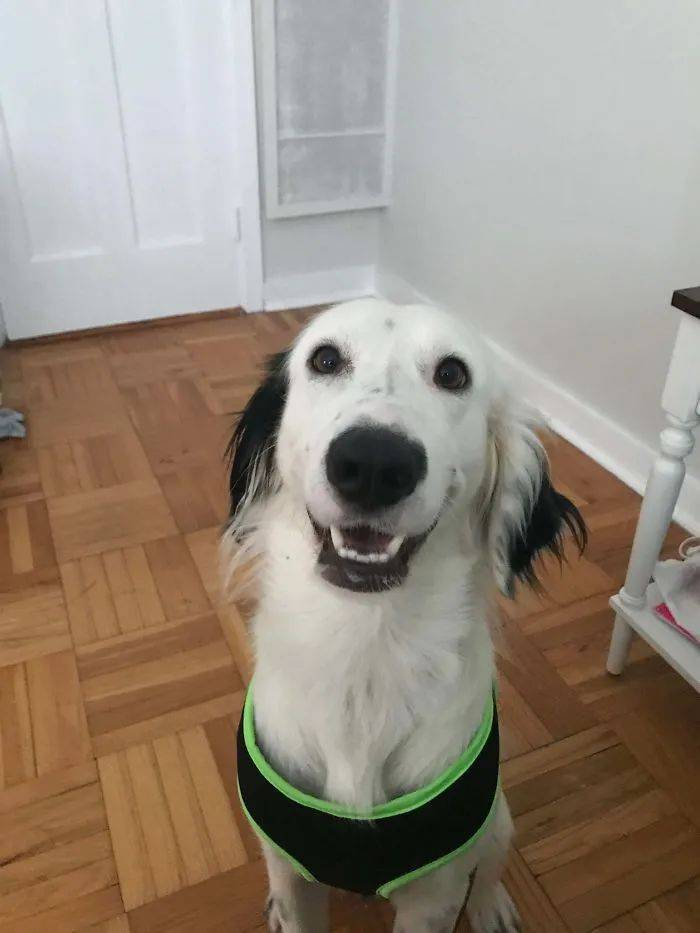 狗狗怎么养不会生病 249691b5e86e4247ba628d5bdbc3ef23.jpeg