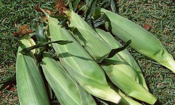 草莓|缓解胃病，补肾助眠，对身体帮助很大农村经常看到食物