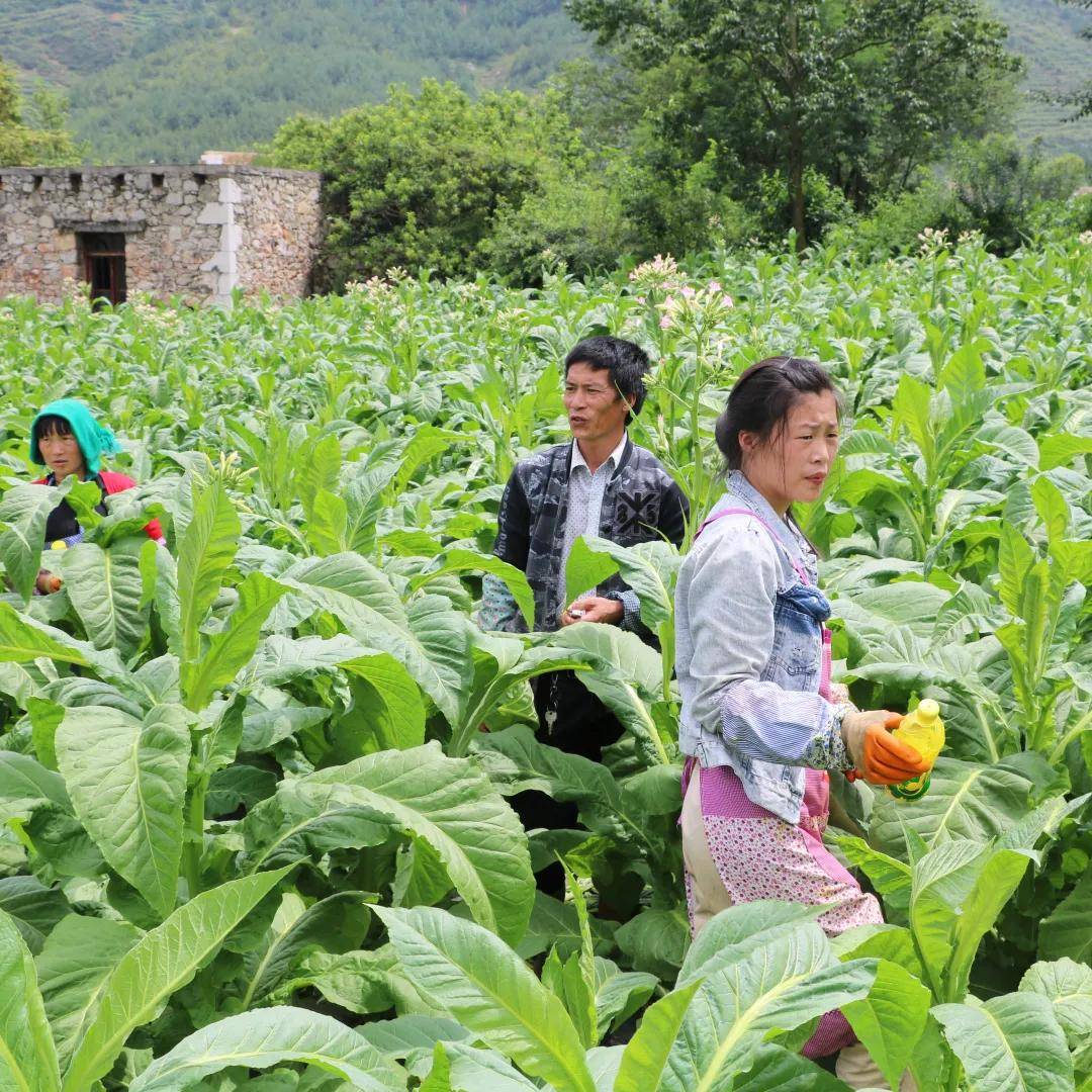 中国第一批烟民,在这里 | 地球知识局