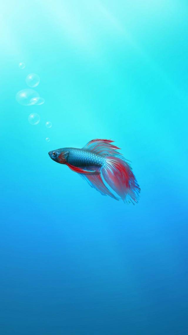 手机高清壁纸