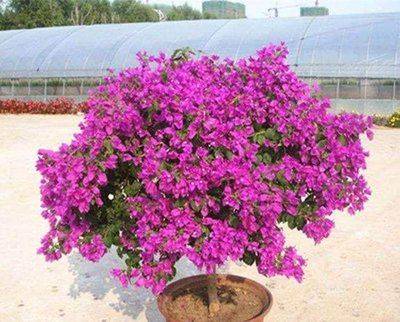 如何种植三角梅视频教程 e4cc6d2b28e742c58a04606cf0a5aca6.jpeg