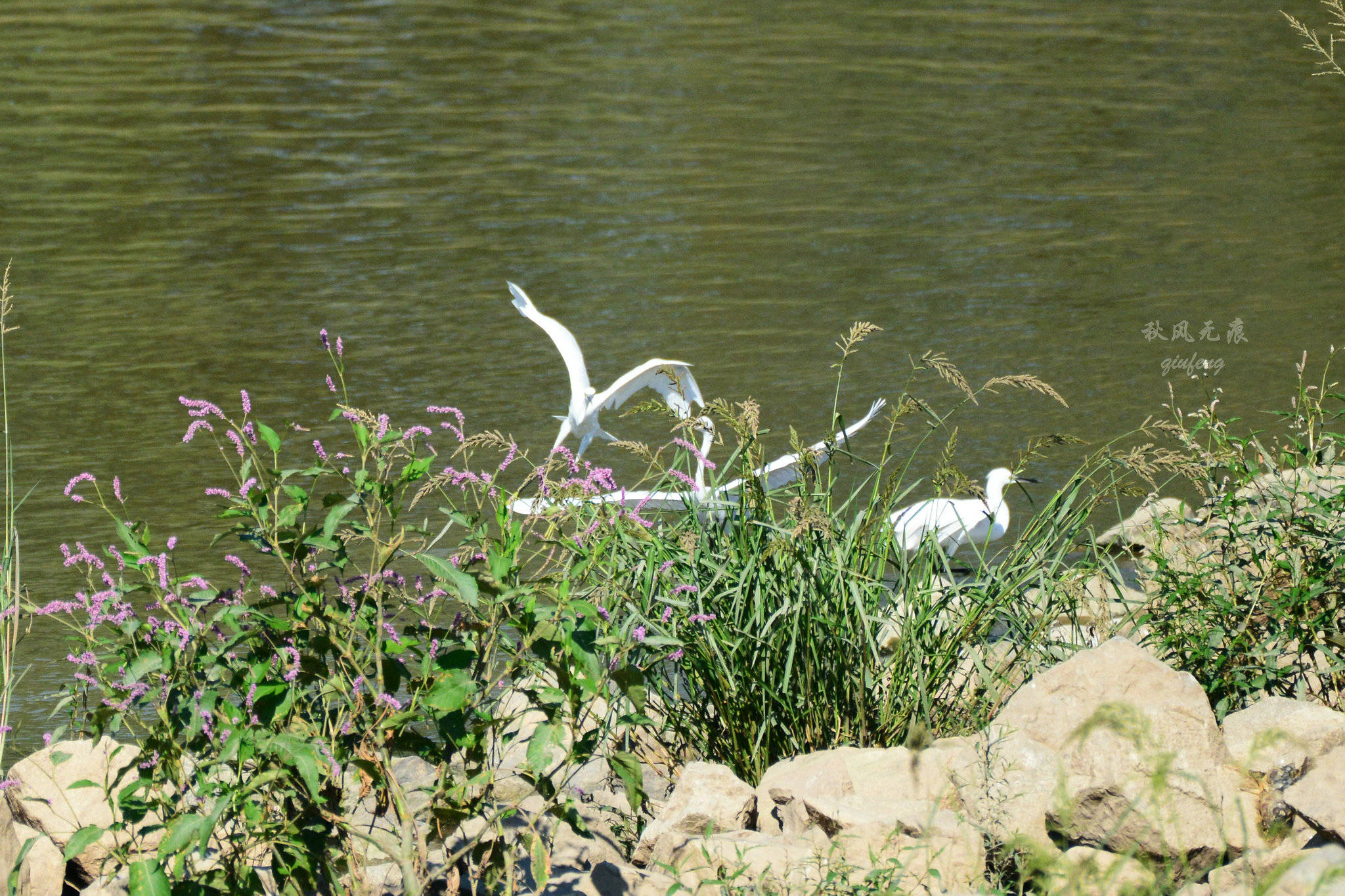 浐灞(|西安蓝里的浐灞，鹭鸶嬉戏，花草灿阳，留下湿地美幻时光