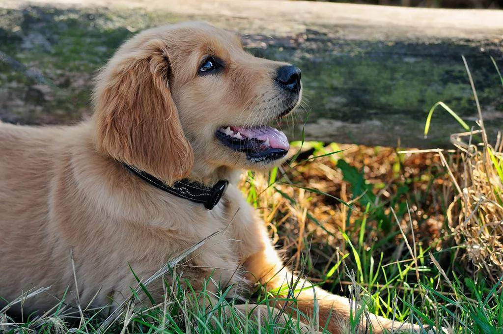 我们为什么不能虐待动物？