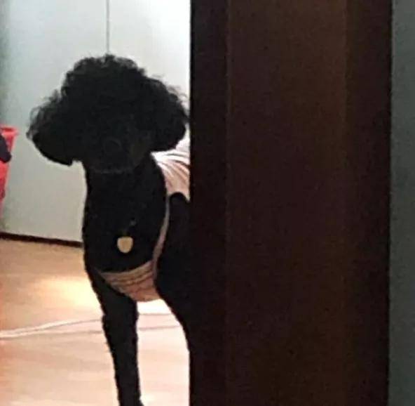 网友上厕所,忽然被一个"黑影子"盯上,当场就被吓得一机灵