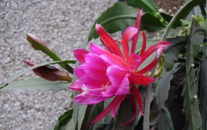 什么叫节外生枝 ae99eddf2abc4f26975865f8be89d867.jpeg