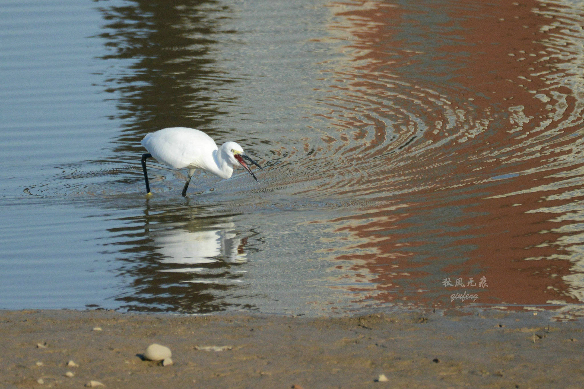浐灞(|西安蓝里的浐灞，鹭鸶嬉戏，花草灿阳，留下湿地美幻时光