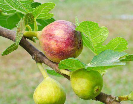 无花果|排出宿便毒素，大肚子平了，肌肤更显年轻女性每天当零食吃几颗