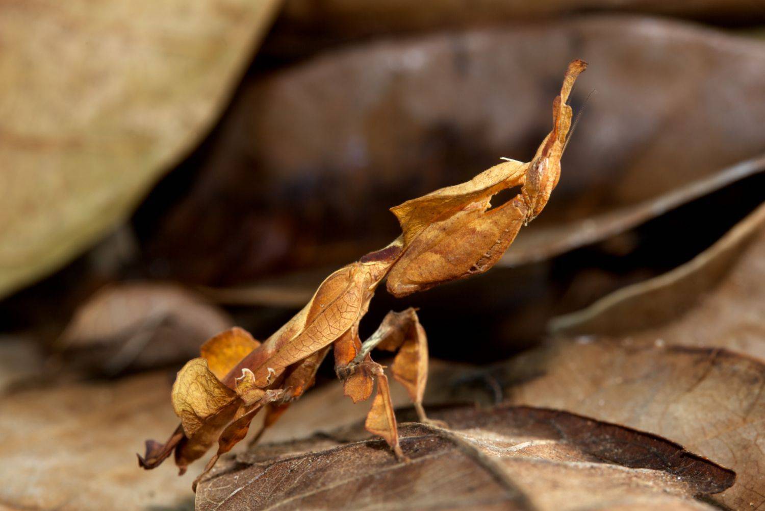 枯叶螳螂原产马来西亚,外形酷似一片枯叶,类似进行拟态的生物还有