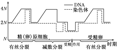 高三生物一轮丨细胞的生命历程知识点汇总