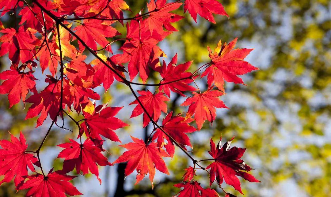 宝宝|快速Get!——湘曦源解决宝宝秋季上火小妙招