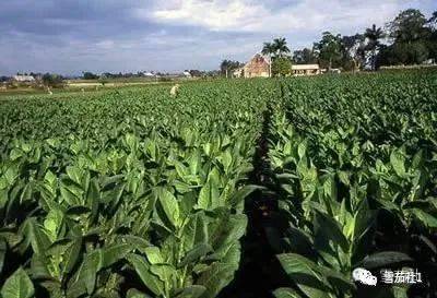 最好的烟叶是哪种 93b0b05fe571402fb7e7c2bd777d461e.jpeg