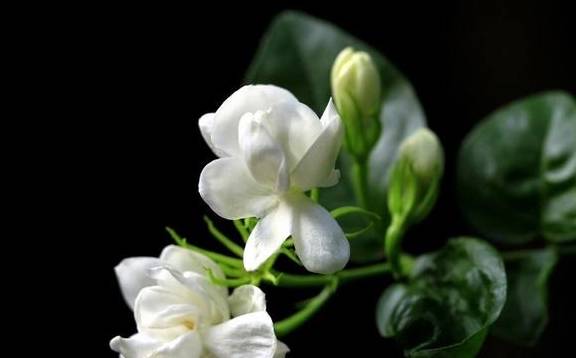 适合家里养的小型茉莉花品种推荐 c5aee958102d48c4a1f37f03a0cf4150.jpeg