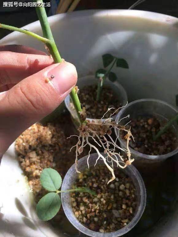 几月份种大头菜最合适 1f217ff0a0e74dac94316435c5d73c86.jpeg