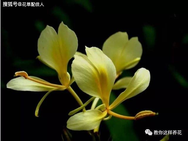 家里养上几盆,一生平安!