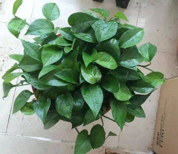 室内养什么花最好看又便宜呢 3350c346d95e4430a219db5203ed8de2.jpeg