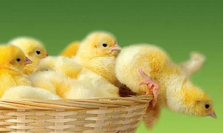 如何提高蛋雏鸡的成活率