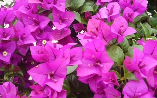 如何促进三角梅花芽分化 52a63df135b6427691f7b20e9e08a46d.jpeg