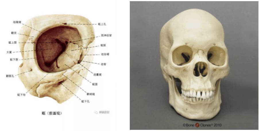 眼睛|2020年度爆红第一女星，脸上最成功的地方居然是双眼皮？