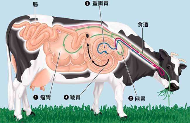 牛一般有四个胃其中皱胃才是真正的胃依次是瘤胃网胃重瓣胃和皱胃