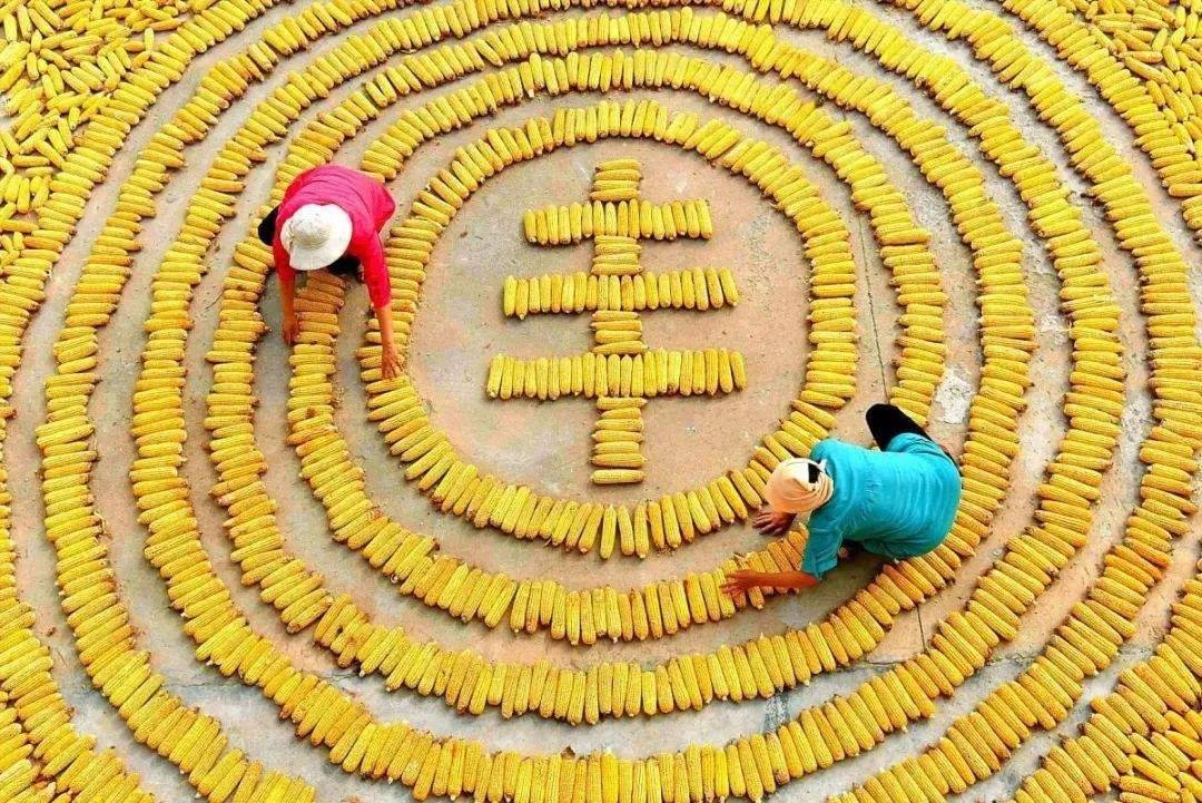 丰收节|丰收节为何选中拼多多？