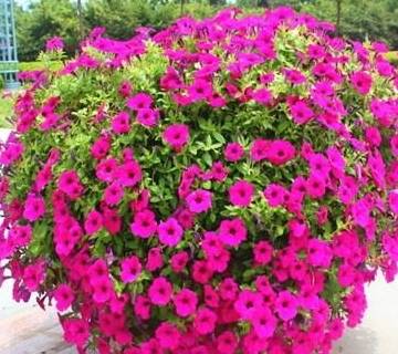 盆栽花推荐耐旱 523c60dd84ac48dcb2195bca7f6f3e40.jpeg