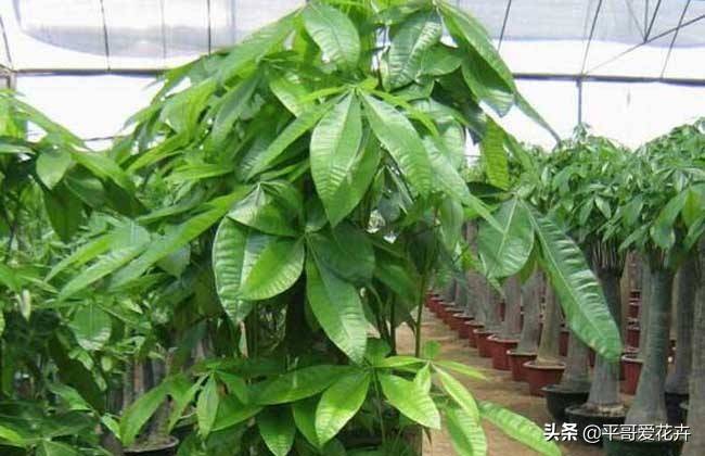发财树长什么样子最好 acbb926613524cc48622795c48fd56a2.jpeg