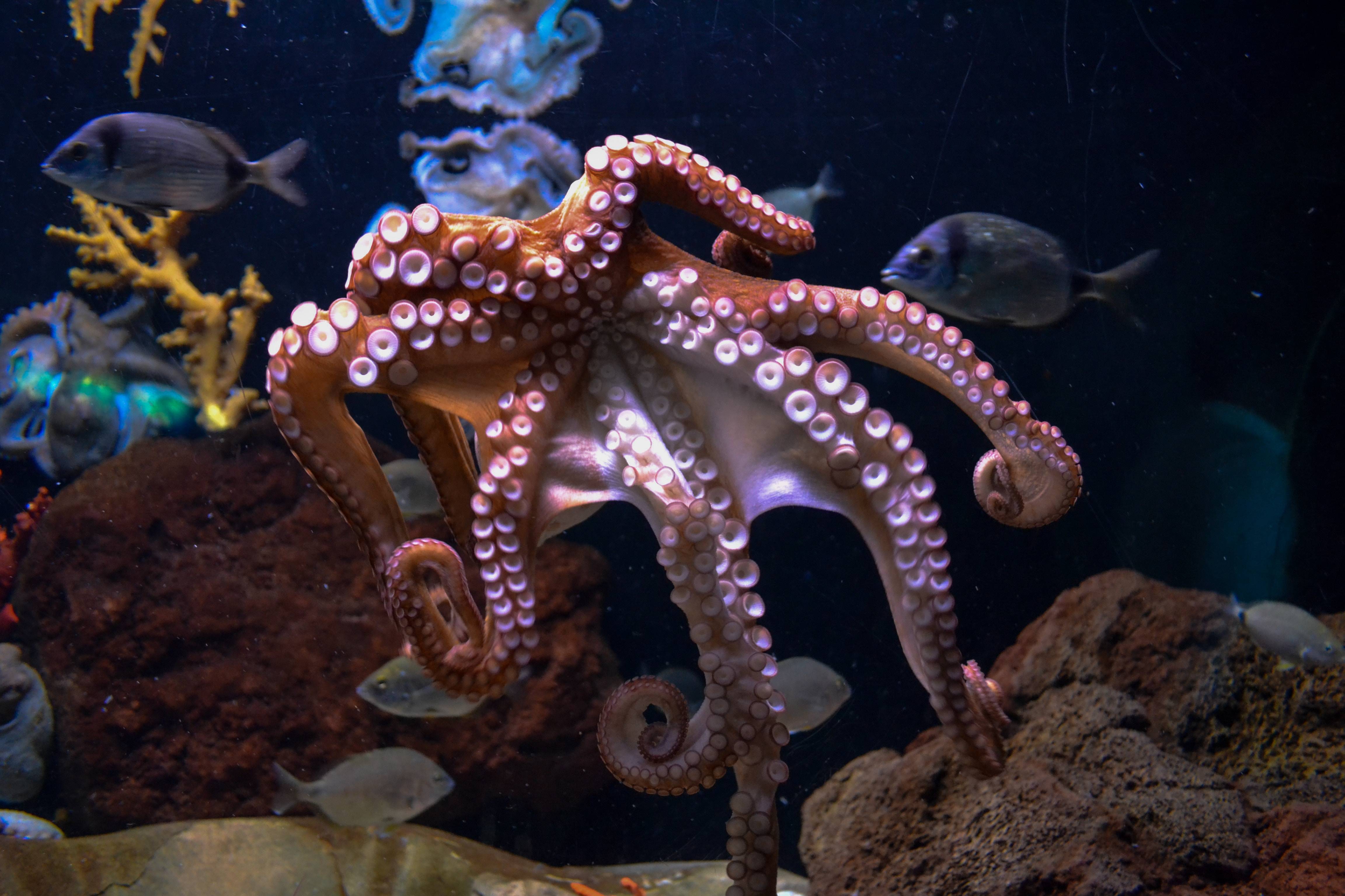 章鱼的智商到底有多高章鱼可以统治世界吗