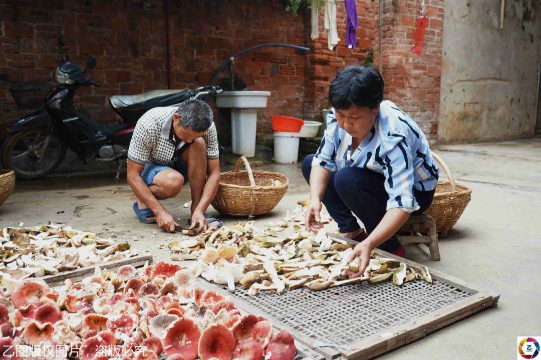 孩子|却发现总赶不上孩子花钱速度爷爷每天带病进山采蘑菇挣钱救孙子