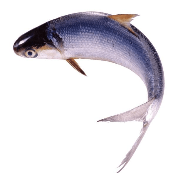 5cff79607e7242f7b8e07c5b394d5ec1.png
