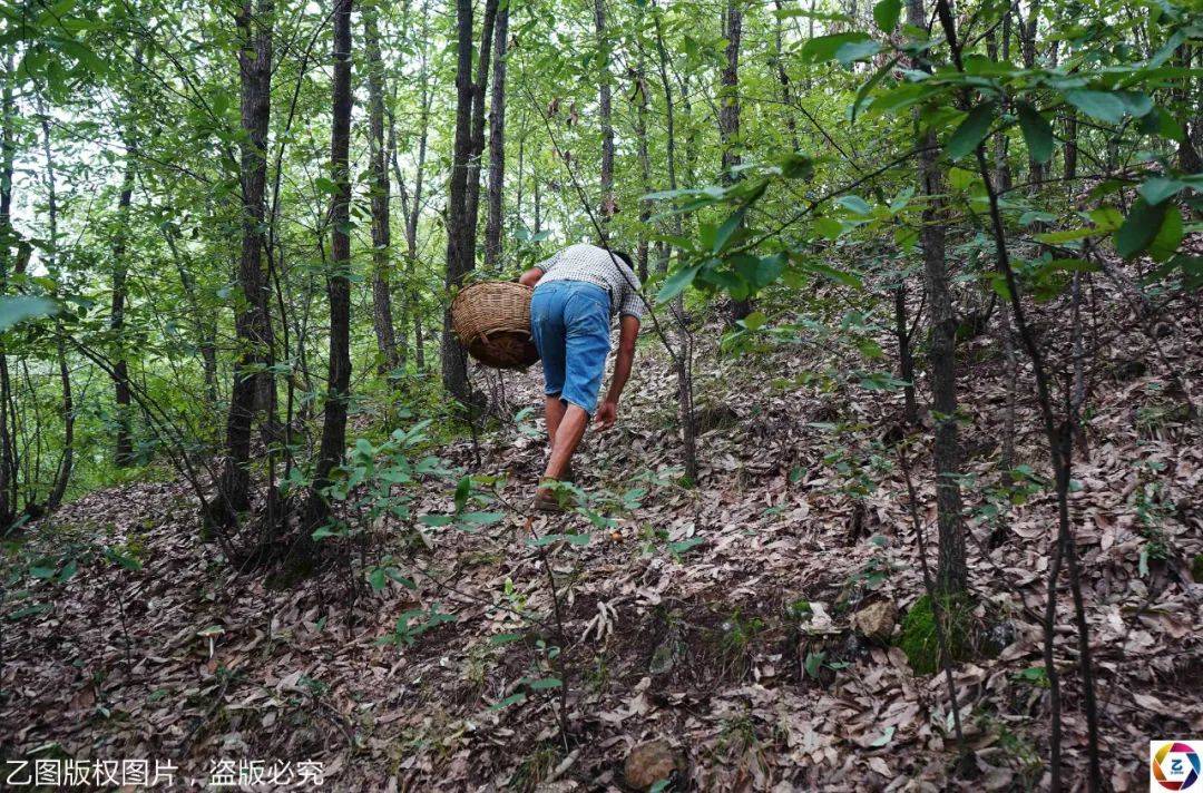 孩子|却发现总赶不上孩子花钱速度爷爷每天带病进山采蘑菇挣钱救孙子