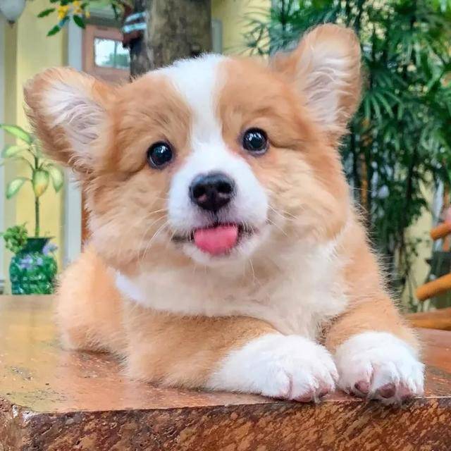 呆萌柯基犬傻笑吐舌头,表情超甜美,网友:我已被电晕!