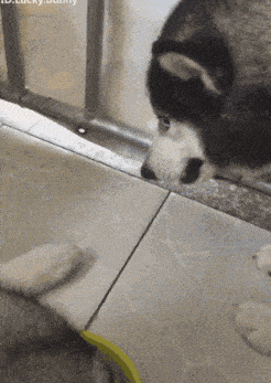 搞笑gif:姑娘这眼神,让我有点小激动了