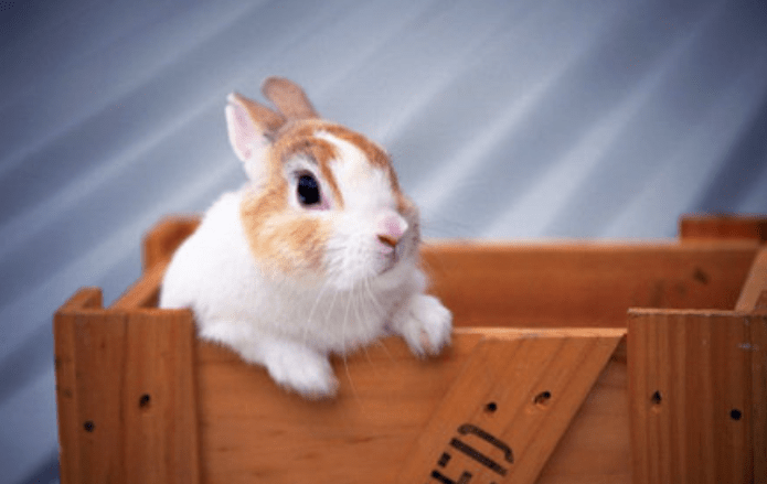 如何挑选优质兔子 85f06cf26f454f9baa6a707b2fe53eb0.png