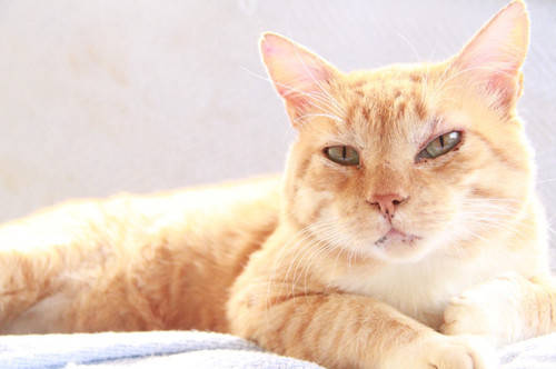 猫咪|【养宠经验】猫罐头拌什么吃有营养?猫罐头拌什么吃?